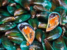 Sanford to Close Christchurch Mussel Plant | The Fish Site